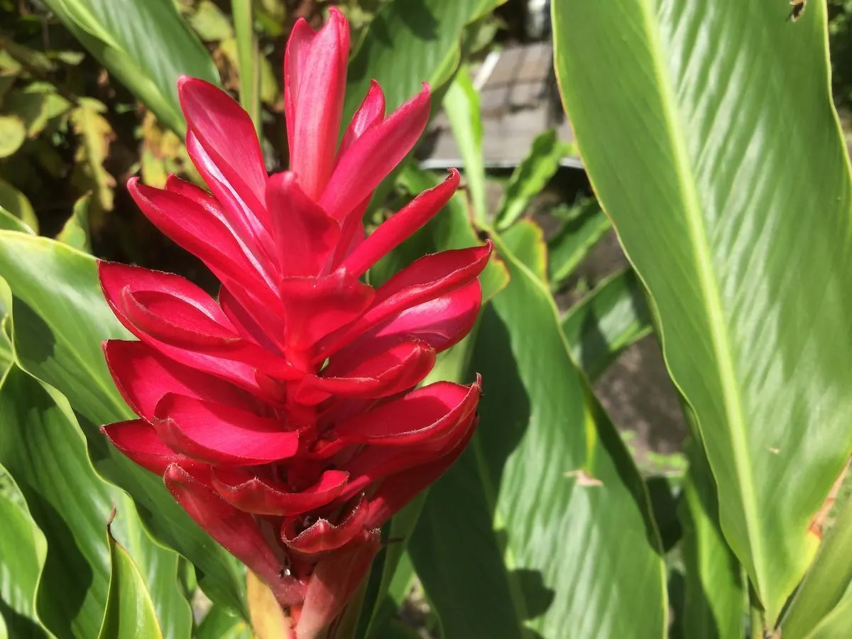 Petite Anse Hotel Mount Alexander